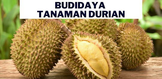 Budidaya Tanaman Durian