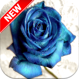 Blue Roses Wallpapers icon