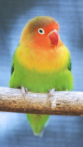 Android application Lovebird Wallpaper screenshort