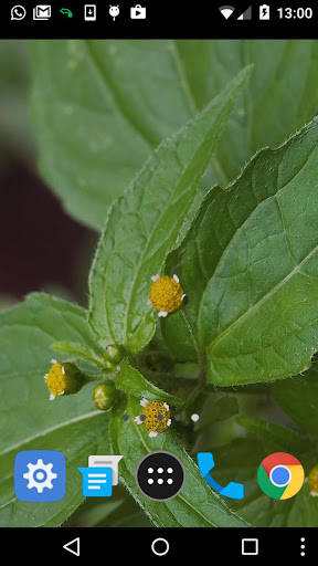 flower plant wallpaper Screen 2