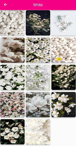 Flowers Wallpaper HD – 4k Screen 3