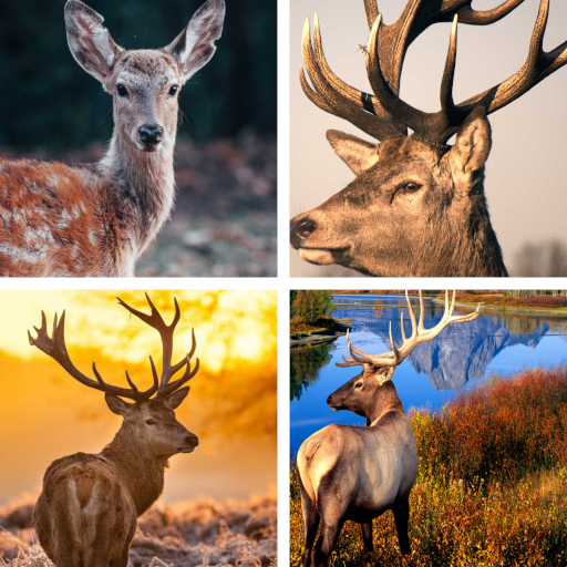 Deer HD Wallpapers - Apps on Google Play