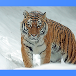 Cover Image of Baixar Tiger Wallpapers  APK