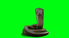 VFX Snakes Effect Videosのおすすめ画像2