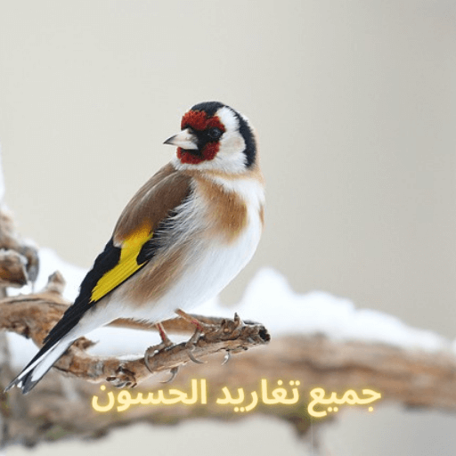 جميع تغاريد الحسون - AppWisp.com