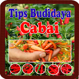 Tips Budidaya Cabai icon