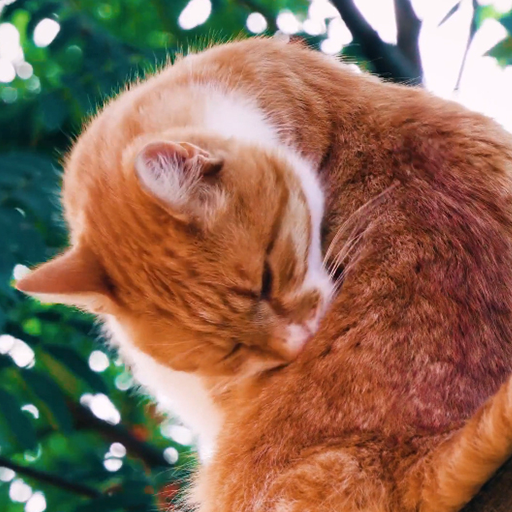 cat garden live wallpaper logo