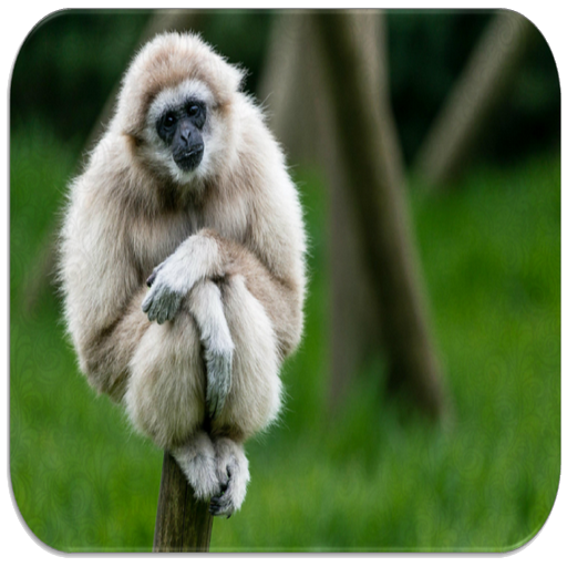 Gibbon Monkey sounds  Icon