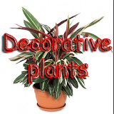 Decorative plants icon