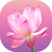 Flower Wallpapers and Backgrounds