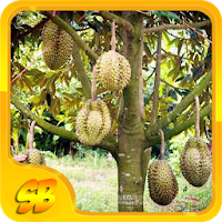Cara Sukses Budidaya Durian