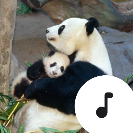 Panda Sounds  Icon