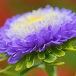Cover Image of Download Aster Flower Wallpapers HD 1.0 APK