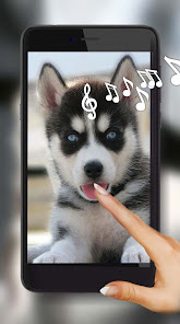 Husky Dog Wallpaper 1.2 APK + Mod (Free purchase) for Android