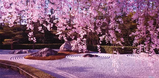 Cherry Blossom Tree Wallpaper