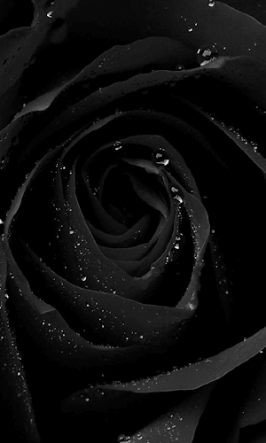 Black Rose HD Wallpaper - Latest version for Android - Download APK