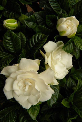 Gardenia Wallpapers