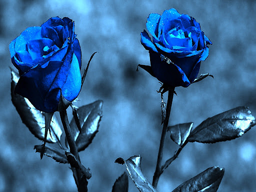 Blue Rose Wallpapers 4