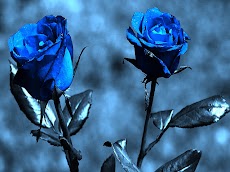 Blue Rose Wallpapersのおすすめ画像4