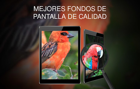 Captura de Pantalla 14 Fondos 4K con pájaros android