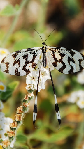 Android application Butterfly Wallpaper screenshort