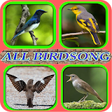 ALL BIRDSINGER icon