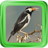 Pied Myna Chirping icon