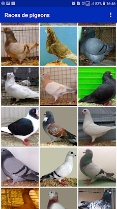 Races de pigeonのおすすめ画像3