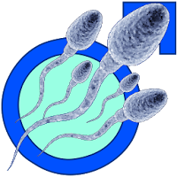 Увеличьте количество спермы
