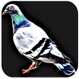 Pigeon Sounds icon