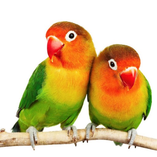 Lovebird Wallpaper logo
