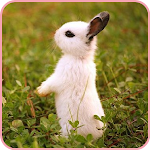 Cover Image of Tải xuống Bunnies 1.0.0 APK