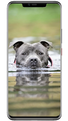 Android application Wallpapers Dogs screenshort