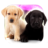Cute Labrador Puppies icon