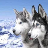 Snow Dogs Wallpapers icon