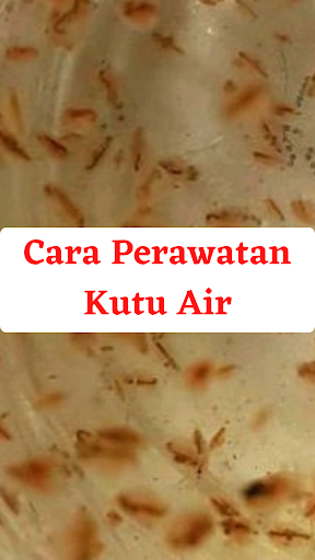 Cara Usaha Budidaya Kutu Air 3