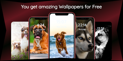 Dog Wallpaper  Dog Background