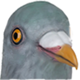 Pigeon Run icon