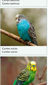 Screenshot 2 Canto periquito android