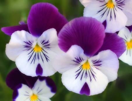 beautiful flowers ideas