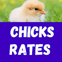 Chicks and Hatching Egg Rates.