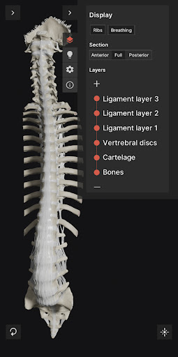 Android application Biomechanics of the Spine Lite screenshort