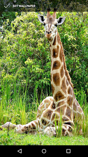 Android application Majestic Giraffe Wallpapers screenshort