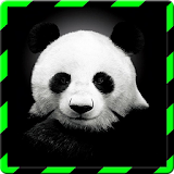 Panda Wallpapers HD icon