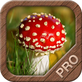 Mushrooms PRO - NATURE MOBILE icon