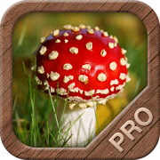 Top 33 Education Apps Like Mushrooms PRO - NATURE MOBILE - Best Alternatives