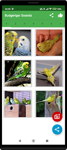 Budgerigar Camera for Parakeet スクリーンショット