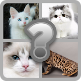 Guess these Cute Cats icon