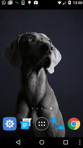 weimaraner wallpaper Screen 2