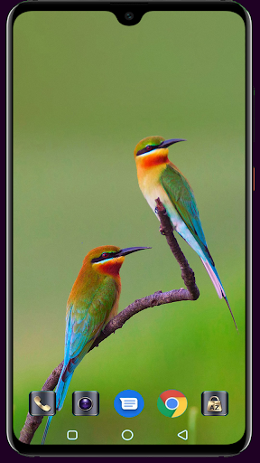 Bird Wallpaper Screen 3